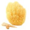Natural Grass Sea Sponge - 5-6 Inch view 1
