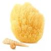 Natural Grass Sea Sponge - 6-7 Inch view 1