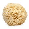 LATHER - Natural Sea Wool Sponge, 5-6" - Organic Exfoliating Body Scrubber - Soft, Gentle Cleansing - Hypoallergenic - All Skin Types - Florida Natural Loofah Sponge - Cruelty Free - Beauty & Skincare view 1