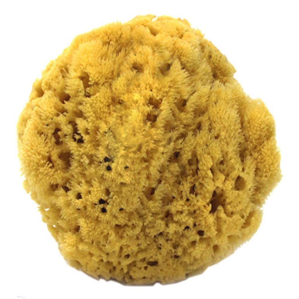 100% Natural Sea Sponge 5-6" by Spa Destinations"Creating The In Home Spa Experience" For the Perfect Bath or Shower Experience. 