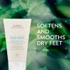 Aveda Foot Relief Moisturizing Creme | Exfoliates, Softens & Smooths Dry Feet | with Jojoba, Peppermint, Tea Tree, Castor Oils, 4.2 Fl Oz view 2