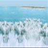 Swisa Beauty Dead Sea Body Butter Milk and Honey - Thick and Creamy Skin Softener Leaves The Skin Silky Smooth and Refreshed. view 3