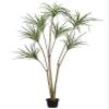 6' Yucca Tree Green Cream (pack of 2) view 1