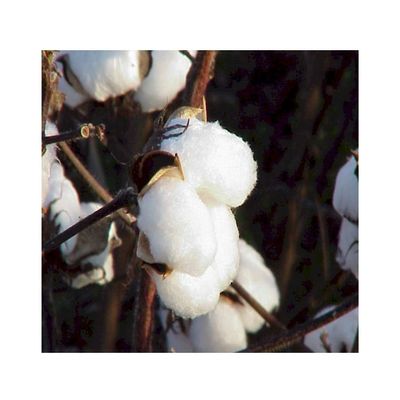 Cottonman 25#1 Cotton bolls