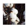 Cottonman 25#1 Cotton bolls view 1