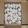 Cottonman 25#1 Cotton bolls view 2