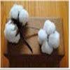 Cottonman 25#1 Cotton bolls view 3