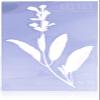 Tattly Temporary Tattoos Scented Sage view 1