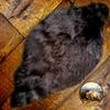 Dark Brown Beaver Skin Pelt Rug - Luxury Faux Fur - Unique OOAK Accent Throw Rug - Fur Accents Original - USA (30" Long) view 2