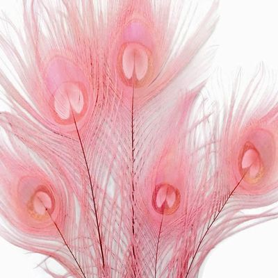 5 Pieces Dusty Pink Bleached & Dyed Peacock Tail Eye Feathers 10-12 Long Halloween Craft Supply | Moonlight Feather