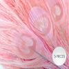 5 Pieces  Dusty Pink Bleached & Dyed Peacock Tail Eye Feathers 10-12 Long Halloween Craft Supply | Moonlight Feather view 2