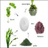 Raya Ultra-Light Seaweed Cream (304) | Anti-Aging Moisturizer for Oily, Break-Out Skin | Hydrating Face Cream Reduces Fine Lines, Wrinkles | Best Facial Moisturizer for Dry, Aging Skin | Controls Oil view 2