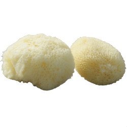 Beaming Baby Org Sea Sponge Beauty Kit 1pair