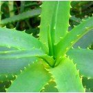 Aloe Vera Gel 125ml - New and Improved