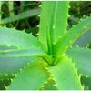 Aloe Vera Gel 1L - New and Improved view 1
