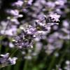 AttractionOil.com Women's - Lavender Scented Pheromone Oil (Roll On) view 1