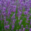 AttractionOil.com Women's - Lavender Scented Pheromone Oil (Roll On) view 3