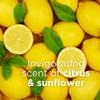 Andalou Naturals Citrus Sunflower Uplifting Body Lotion, 8 fl.oz (Packaging may vary) view 4