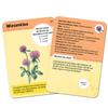 50 heimische Blumen entdecken & bestimmen view 3
