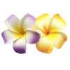 2 PCS Set of 7cm Hawaiian Frangipani Plumeria Foam Head Flower Beach Hair Clip (Yellow + Violet) view 1