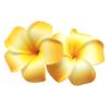 2 PCS Set of 7cm Hawaiian Frangipani Plumeria Foam Head Flower Beach Hair Clip (Yellow 2PCS) view 1