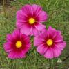 1000 Cosmos Radiance Deep Rose w/Crimson eye - Cosmos bipinnatu view 1