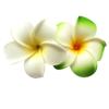 2 PCS 7cm Hawaiian Frangipani Plumeria Foam Head Flower Party Beach Hair Clip (White + Green) view 1