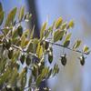 5 JOJOBA Simmondsia Chinensis Fruit Nut Oil Evergreen Shrub Seeds view 1