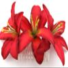 Triple 3.5" Red Lily Silk Flower Hair Comb view 2