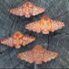 Women's or Girl's Southwestern, Western Leather Hair Barrette view 3