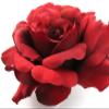 4.5" Red Rose Silk Flower Hair Comb view 2