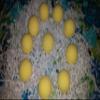 Bath Bombs view 4