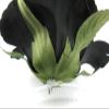 oceansEdge11 5" Black Rose Poly Silk Flower Hair Comb view 3