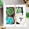 Baby Shower Gift. Succulent SOAP Gift Set. Watch Me Grow. New Mom Expecting Mother. Farmhouse Decor view 3