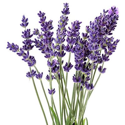 LAVENDER ESSENTIAL OIL AROMATHERAPY GLASS BOTTLE 0.5 OZ 1 OZ (Type: 1 OZ(30 ML) GLASS DROPPER)
