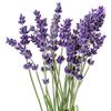 LAVENDER ESSENTIAL OIL AROMATHERAPY GLASS BOTTLE 0.5 OZ 1 OZ (Type: 1 OZ(30 ML) GLASS DROPPER) view 1
