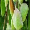 Australian Kakadu Plum Oil Cream view 3