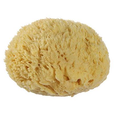 Natural sea Sponges for Bathing Soft Greek Honeycomb Sea Sponge for Body(Yellow, 4 Inches Plus)