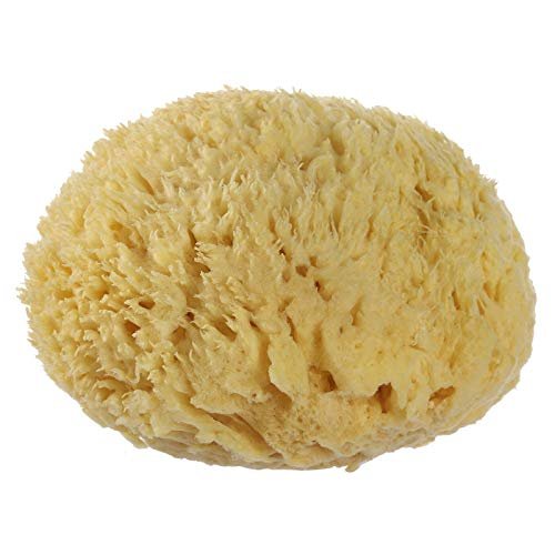 Natural sea Sponges for Bathing Soft Greek Honeycomb Sea Sponge for Body(Yellow, 4 Inches Plus)