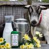 Bates Family Farm Goat Milk and Shea Butter Lotion 8 Oz (Cherry Vanilla) view 2