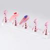 5pcs False Nail Tips Practice Display Stand Set Practice Trainning Display Stand Holder Base Alloy Crystal Nail Art Polish Display Manicure Tools Uv Gel Polish Showing Shelf For Manicure Pink view 2