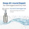 8 THE THALASSO Natural Hair Oil for Normal to Oily Hair Women & Men, Hair Care for Scalp with Stem Cells & Deep Ocean Water, Hair Detangler from Japan, Sulfate & Paraben Free, SMOOTH, 3.38 Fl Oz view 2