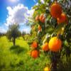 Baronessa Cali Tarocco Sicilian Blood Oranges Body Butter  Non-Greasy, Deep Hydrating Moisturizer - 6.1 fl oz view 4
