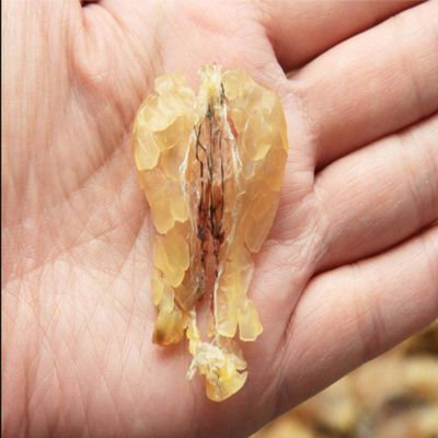 20 Grams Wild Dried Rana dybowskii Oil, Rana chensinensis Oil, Chinese Forest Frog Oil (Small-Size)