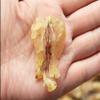 20 Grams Wild Dried Rana dybowskii Oil, Rana chensinensis Oil, Chinese Forest Frog Oil (Small-Size) view 1