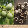 100% Cacay Oil view 4