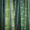 AttractionOil.com Men's Bamboo Scented Pheromone Oil (Roll On) view 2