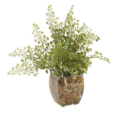 Maiden Hair Fern in Glass Cube