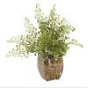 Maiden Hair Fern in Glass Cube view 1