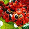 Acai Berry Oil - Natural Unrefined (1 Gallon) view 3